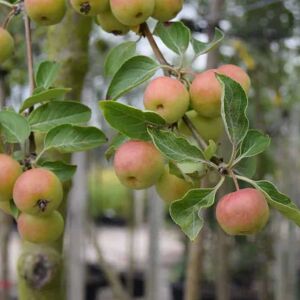 Malus 'Comtessa de Paris' 12-14 HS